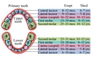 Basic Dental Care Tips for Deciduous Teeth 300x196 - Basic Dental Care Tips for Deciduous Teeth