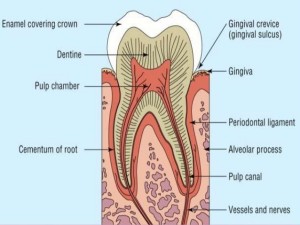 What to Learn from Cementum 300x225 - What to Learn from Cementum
